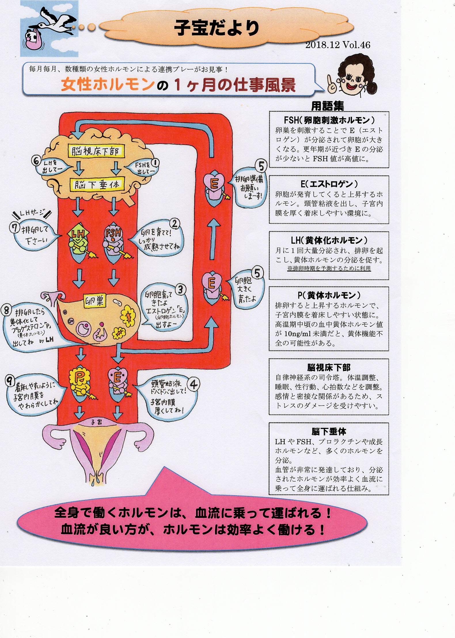 女性ホルモン