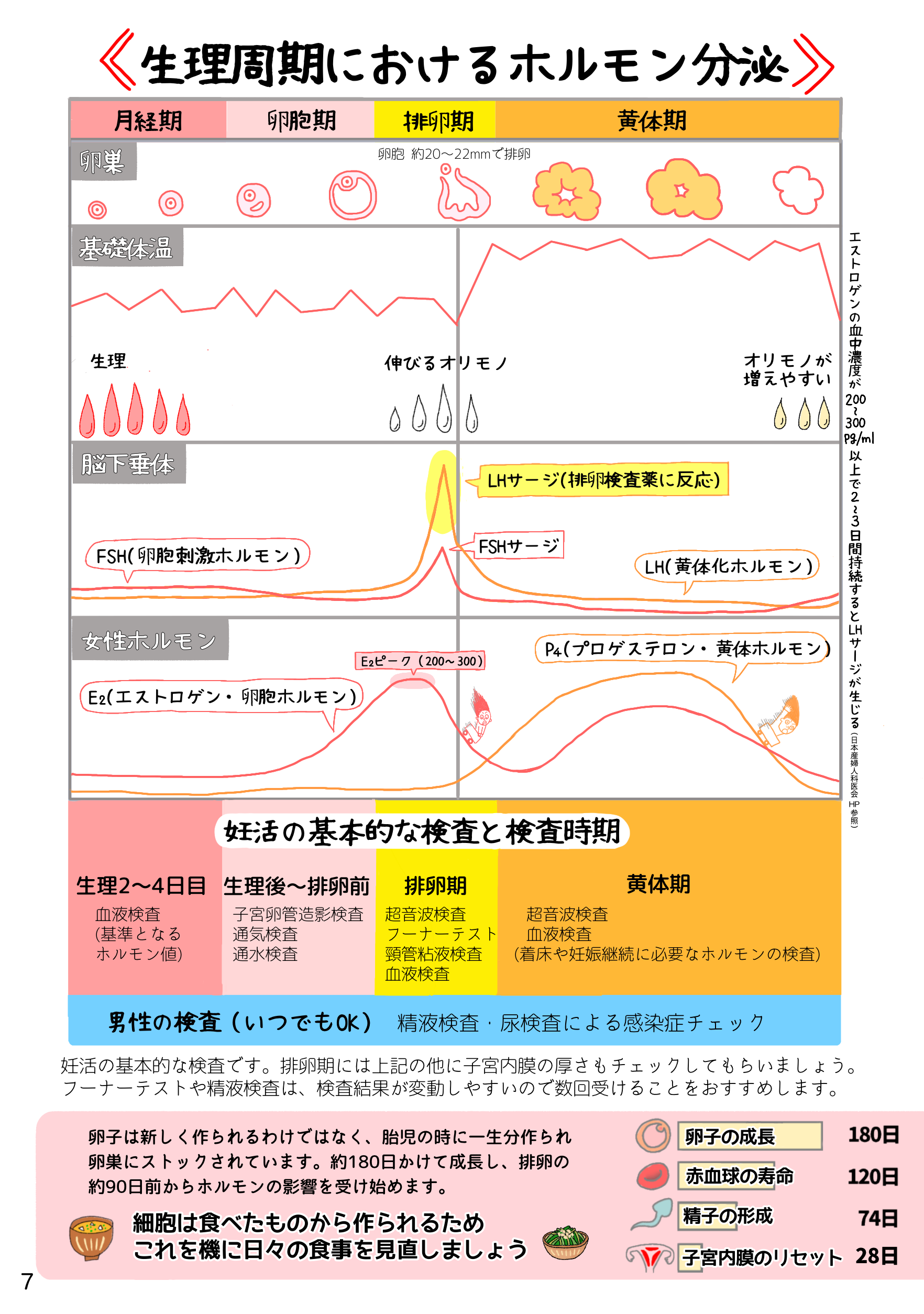 7📗生理周期におけるホルモン分泌