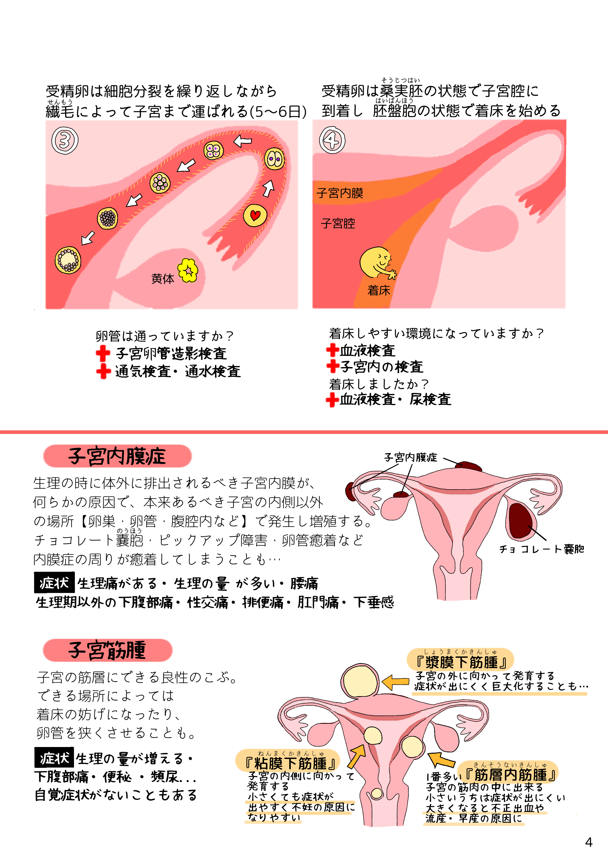 4📗妊娠のプロセス　右