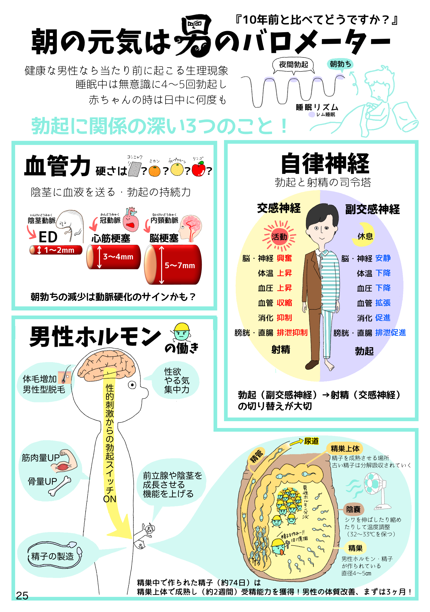 25📗朝勃ちはバロメーター